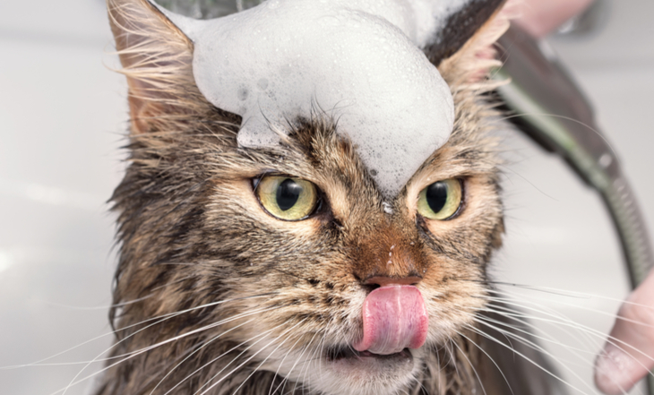 Gato no banho
